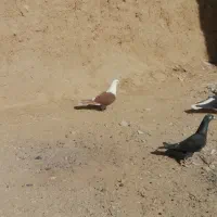 کفتر کلاغ ساده زاغ|پرنده|خواف, |دیوار