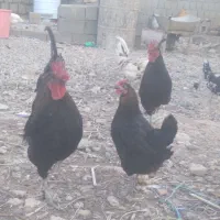 فروش تخم مرغ نژاد دار اصل اصل