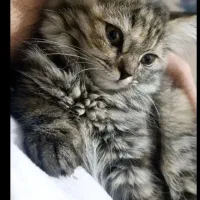 گربه نژاد بریتیش و پرشین میکس|گربه|اهواز, شهرک برق|دیوار