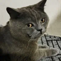 حیوون خونگی گربه اسکاتیش