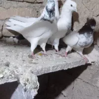 پرشتی