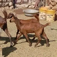 بز آبستن با دو کهره ماده بزرگ اطراف رویدر|حیوانات مزرعه|رویدر, |دیوار