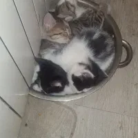 واگذرای رایگان گربه dsh