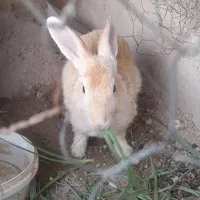 خرگوش