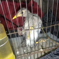 جوجه مرغ مینا|پرنده|بم, |دیوار