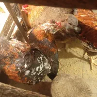 خروس وطاقچه گلینویک عدد مرغ ابریشمی