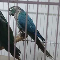 گرینچیک تراکویس واناناسی