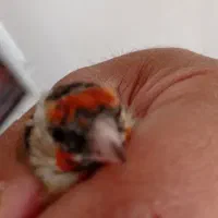 چندعددتهرانی خوب وجوجه گلبسر وجوجه سهره|پرنده|نورآباد, |دیوار