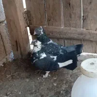 ی جفت کبوتر عروسک ۸۰۰ معاوضه هم دارم با آلمانی