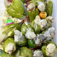 دنیای گرینچیک های جوجه و بالغ