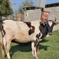 گاو جوان دورگ محلی ۸ ماه به بالا شکم