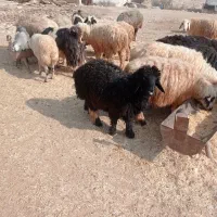 فروش یک عدد بره نر