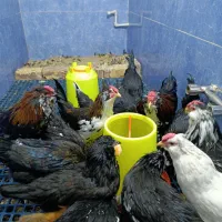 مرغ و خروس گلین