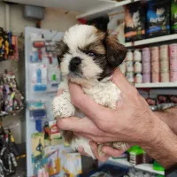 گربه پرشین اسکاتیش شیتزو|گربه|تبریز, |دیوار