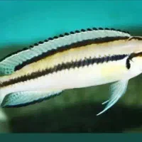 انواع ماهی های تانگانیکا|ماهی|تهران, اکباتان|دیوار