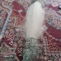 تور ماهیگری