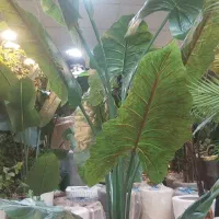 درختچه وارداتی کنار سالنی به قیمت عمده