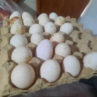 تخم مرغ گلین|حیوانات مزرعه|رشت, حومه رشت|دیوار