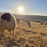 بره نر سنجابی اصیل