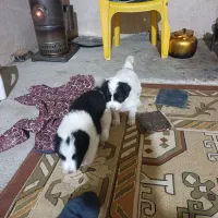 توله سگ قهدریجان|سگ|آباده, |دیوار