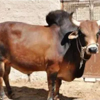 فروش گاوماده به همراه گوساله ماده خارجی