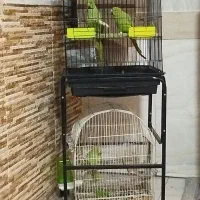 طوطی ملنگوجفت