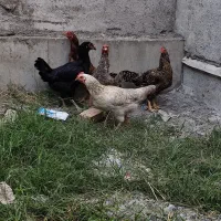 5 عدد مرغ محلی اصیل
