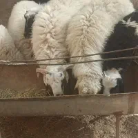 فروش بره ترکی نر و ماده|حیوانات مزرعه|اشکذر, |دیوار