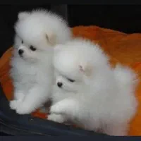 پامر خرسـی pomer