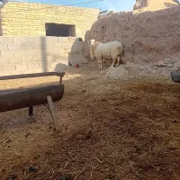 بره نررومانف