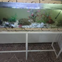 اکواریوم|ماهی|قوچان, |دیوار