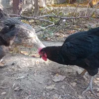 مرغ محلی تخمگذار