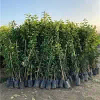 انواع نهال مرکبات کرمان(پرتقال،نارنگی،نارنج  لیمو)