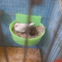 یک جفت فنج بنگال کاکلی