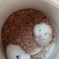 سه عدد همستر بالغ دو عدد ماده یک عدد نر|موش و خرگوش|مشهد, چهارچشمه|دیوار