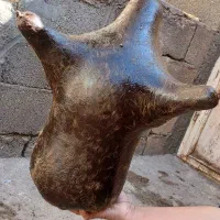 هیزه گوسفندی.سبزی خورشتیی و...|خوردنی و آشامیدنی|شباب, |دیوار