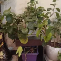 گل و گلدان|گل و گیاه طبیعی|کرج, شهرک البرز ۳|دیوار