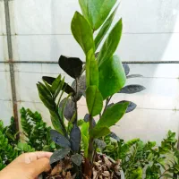 زاموفیلیا بلک سطل ۳|گل و گیاه طبیعی|بابل, |دیوار