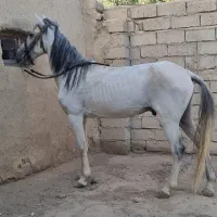 فروش اسب نریان