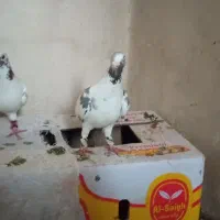 کبوتر پلنگی