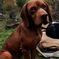 سگ شکاری ترافل حرفه ای|سگ|فراغی, |دیوار