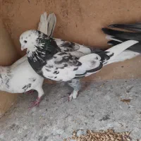 معاوضه انواع پرنده با مرغ عشق. عروس هلندی و کفتر|پرنده|رودهن, |دیوار