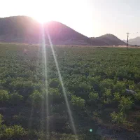 زمین جهت اجاره