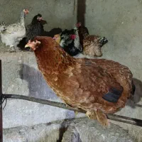 مرغ تخمگذار|حیوانات مزرعه|خلیل شهر, |دیوار