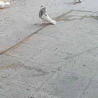 سرور.سبز