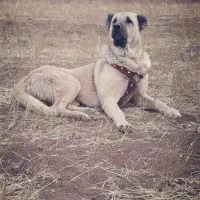 سرابی نر اصیل از نوه بزسر خاب|سگ|مشهد, میان ولایت|دیوار