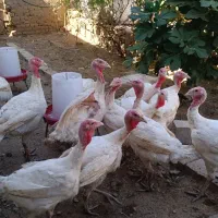 بوقلمون نژاد بیوتی، گوشتی|حیوانات مزرعه|آبدانان, |دیوار