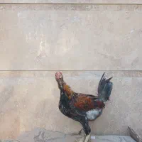 تعدادی جوجه خروس