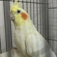 عروس هلندی|پرنده|تبریز, |دیوار