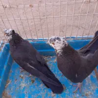 کبوتر کله ماستی|پرنده|مراغه, |دیوار